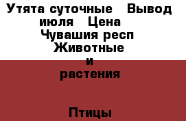 Утята суточные . Вывод 28 июля › Цена ­ 50 - Чувашия респ. Животные и растения » Птицы   
